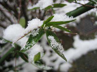 �ቻ�ρi������Ɨ΂̗t�j